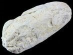 Fish Coprolite (Fossil Poo) - Kansas #49346-2